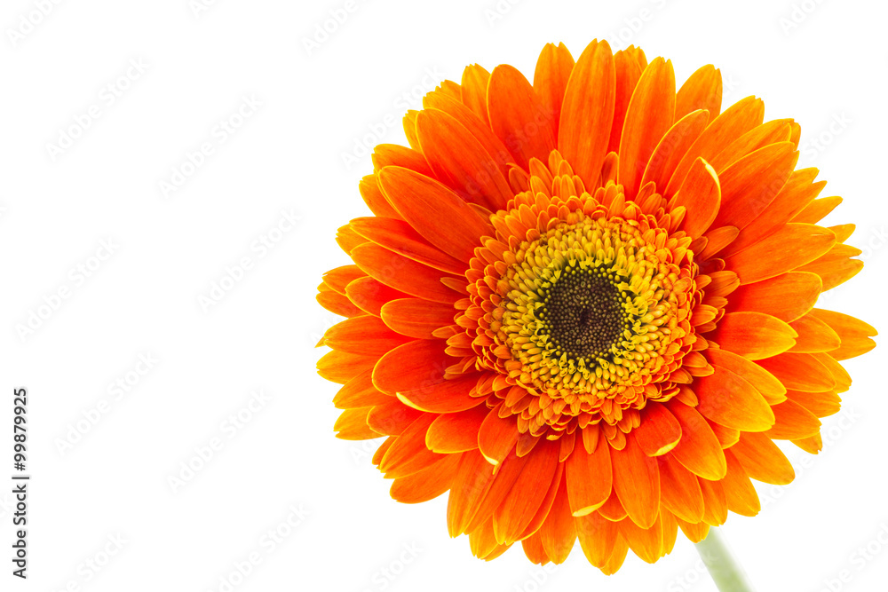 Orange gerbera flower isolated on white background Orange gerbera flower isolated on white background