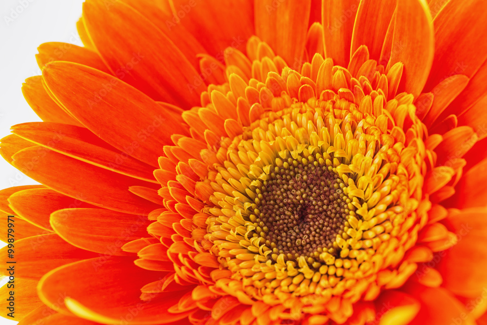 Orange gerbera flower isolated on white background Orange gerbera flower isolated on white background