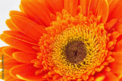 Orange gerbera flower isolated on white background