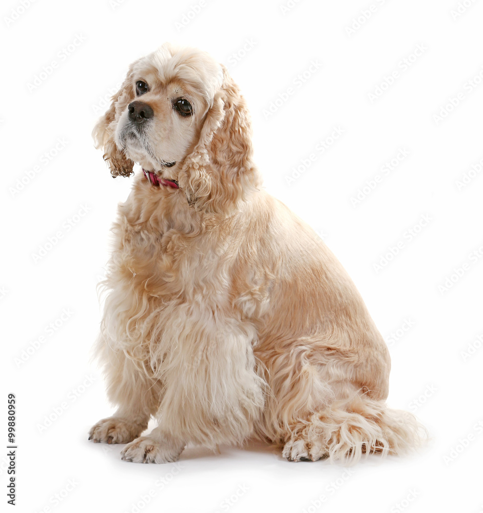 American cocker spaniel isolated on white American cocker spaniel isolated on white