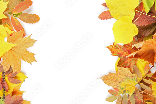 Colorful autumn leaves, isolated on white