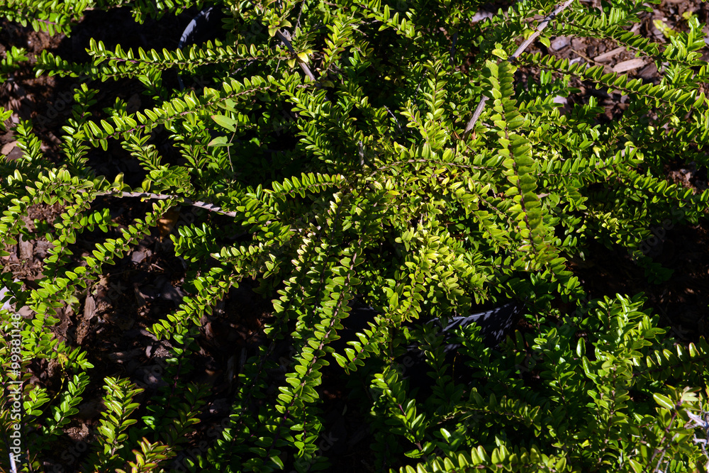 Green bush leaves background