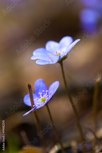 Fototapeta Naklejka Na Ścianę i Meble -  Close up of Liverworts flowers