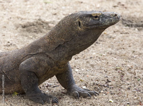 Komodo Dragon, the largest lizard in the world