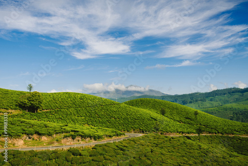 Green valleys of tea plantations in Munnar