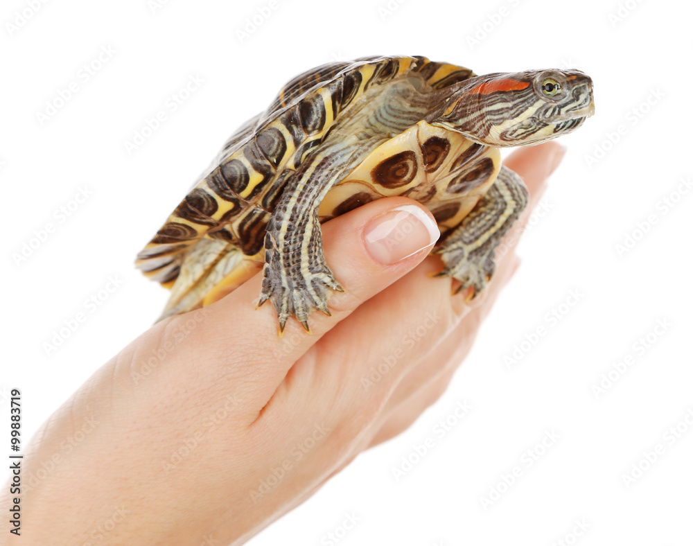 Obraz premium Turtle in woman hands isolated on white background