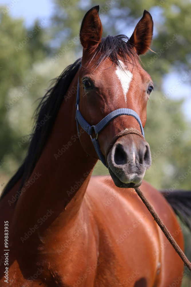 Fototapeta premium Head shot of a beautiful arabian horse with harnesses