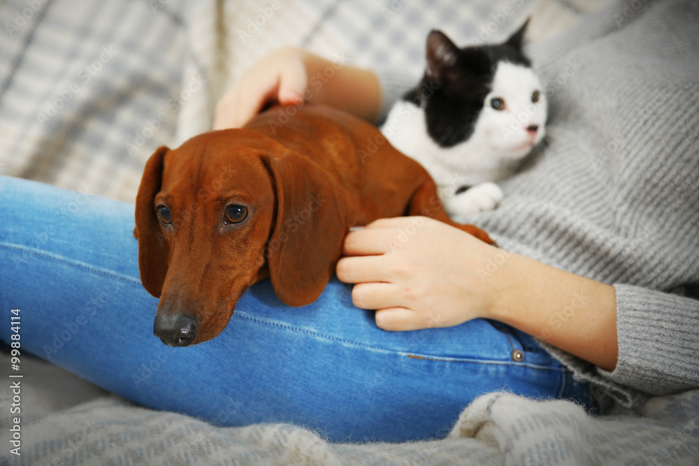 Woman with cute dachshund puppy and cat on plaid background