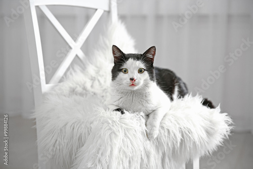 Fototapeta Naklejka Na Ścianę i Meble -  Beautiful cat and dachshund dog on chair, indoor