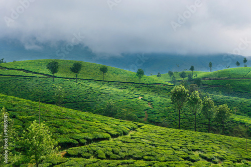 Green hills of tea plantations in Munnar