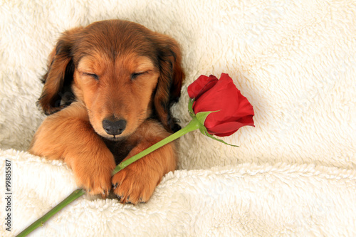 Dachshund Valentine puppy