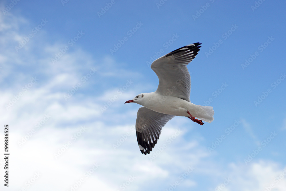 Fototapeta premium flying seagull bird