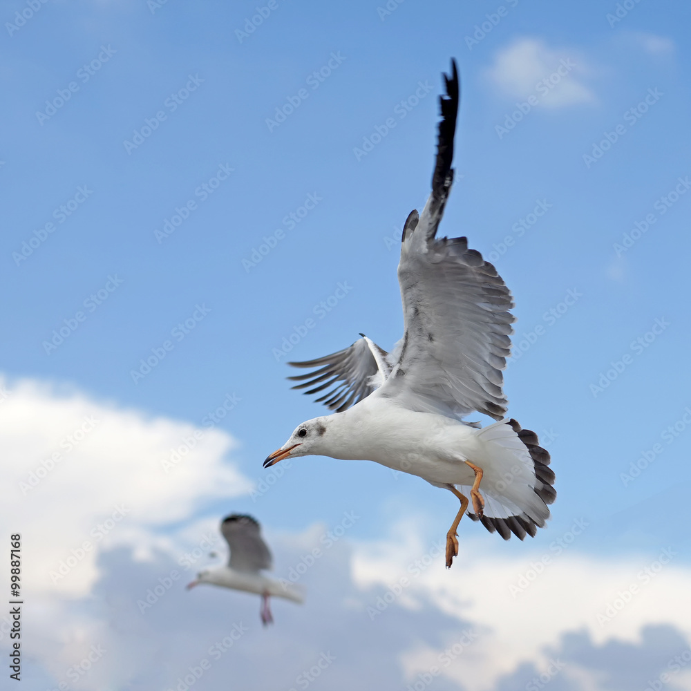 Obraz premium flying seagull bird