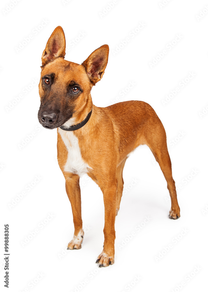 Attentive Belgian Shepherd Crossbreed Dog Attentive Belgian Shepherd Crossbreed Dog