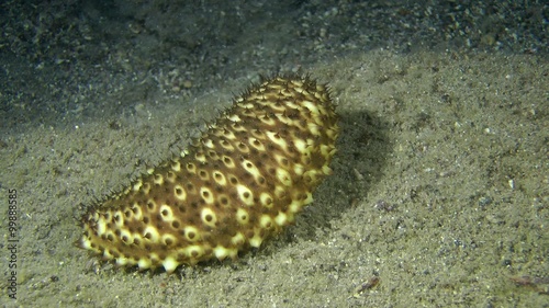 Sea cucumber (Holothuria sanctori) crawling along the bottom, medium shot.
 photo