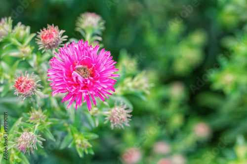 Pink flower with burred background