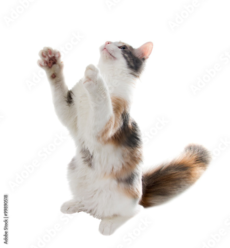 Fototapeta Naklejka Na Ścianę i Meble -  Tricolor cat playing with raised forepaws