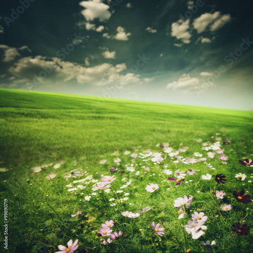 Fototapeta Naklejka Na Ścianę i Meble -  Beauty meadow with flowers and green grass under blue skies, sea