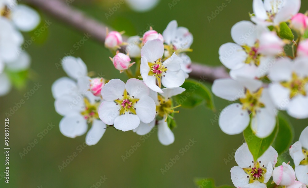 Blooming flowers of apple tree