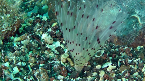 Peacock worm (Sabella sp.): corolla of tentacles swaying in the flow of water, close-up.

 photo