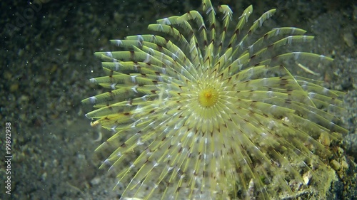 European fan worm (Sabella spallanzanii): corolla of tentacles swaying in the flow of water, side view.

 photo