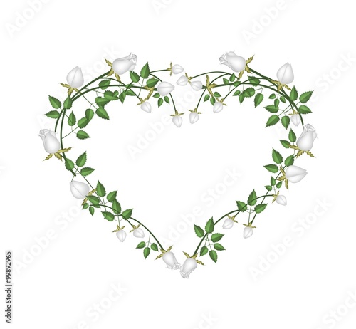 Beautiful White Roses Flowers in Heart Shape