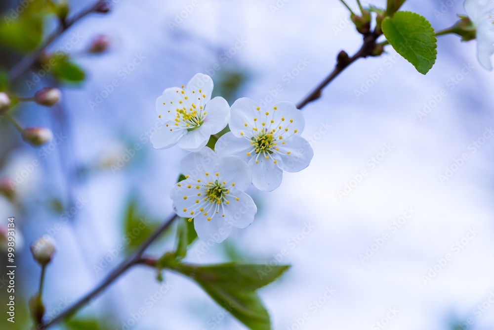 Cherry tree flowers blooming at spring Cherry tree flowers blooming at spring