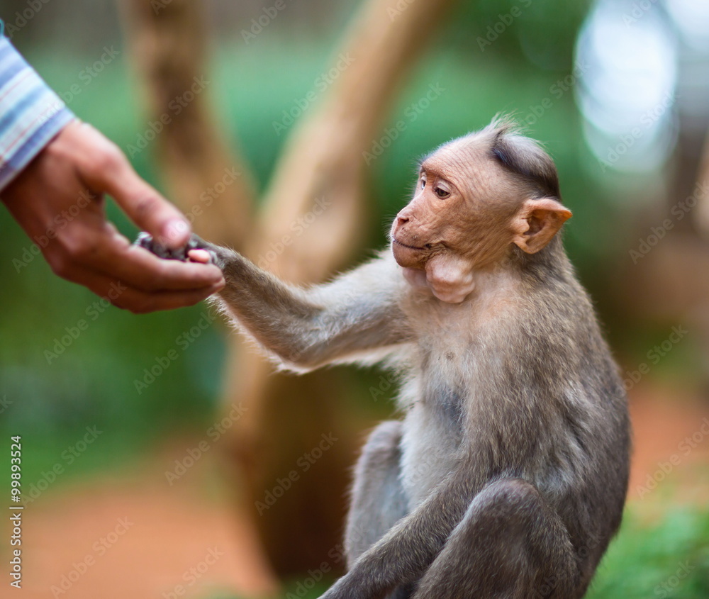 The macaque is a macaque endemic to southern India. Its