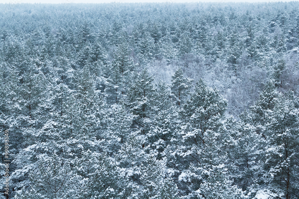 Fototapeta premium Forest covered with snow