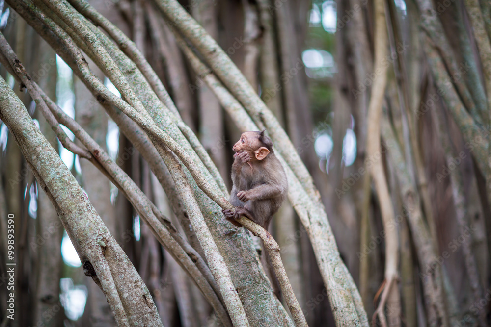 The bonnet macaque is a macaque endemic to southern India. Its distribution is limited by the Indian Ocean on three sides and the Godavari, Tapti Rivers along with a related species of rhesus macaque. The bonnet macaque is a macaque endemic to southern India. Its distribution is limited by the Indian Ocean on three sides and the Godavari, Tapti Rivers along with a related species of rhesus macaque.