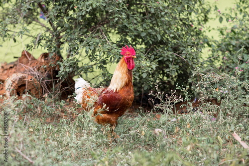 Village cock roaming the streets in India. These birds usually roam with three to four hens and they provide food for villagers.