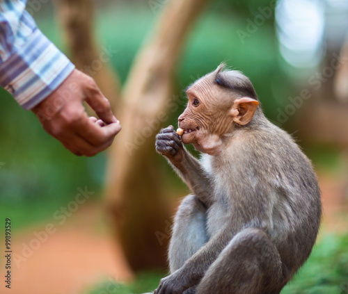 Tableau sur toile The bonnet macaque is a macaque endemic to southern India