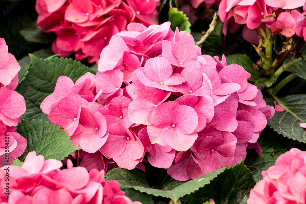 hydrangea