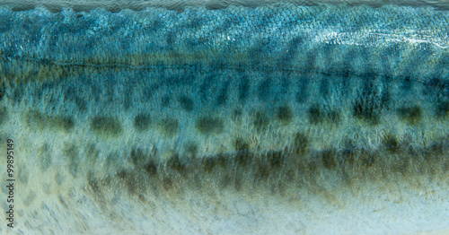 Salmon scales.