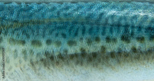 Obraz Łuski Łososia.