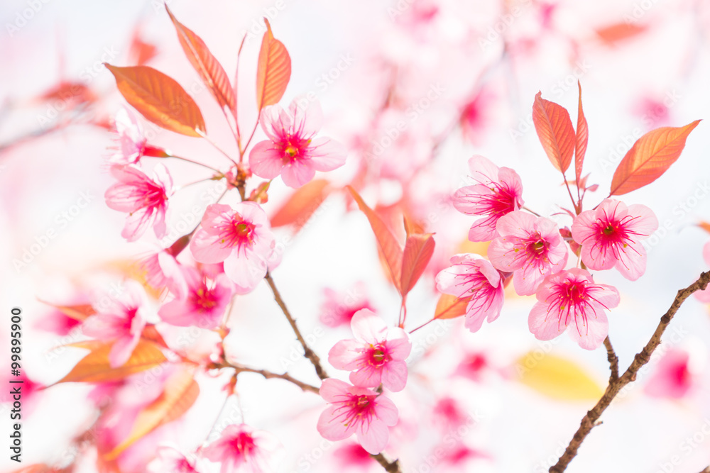 Beautiful spring cherry blossoms in the northern of Thailand Beautiful spring cherry blossoms in the northern of Thailand