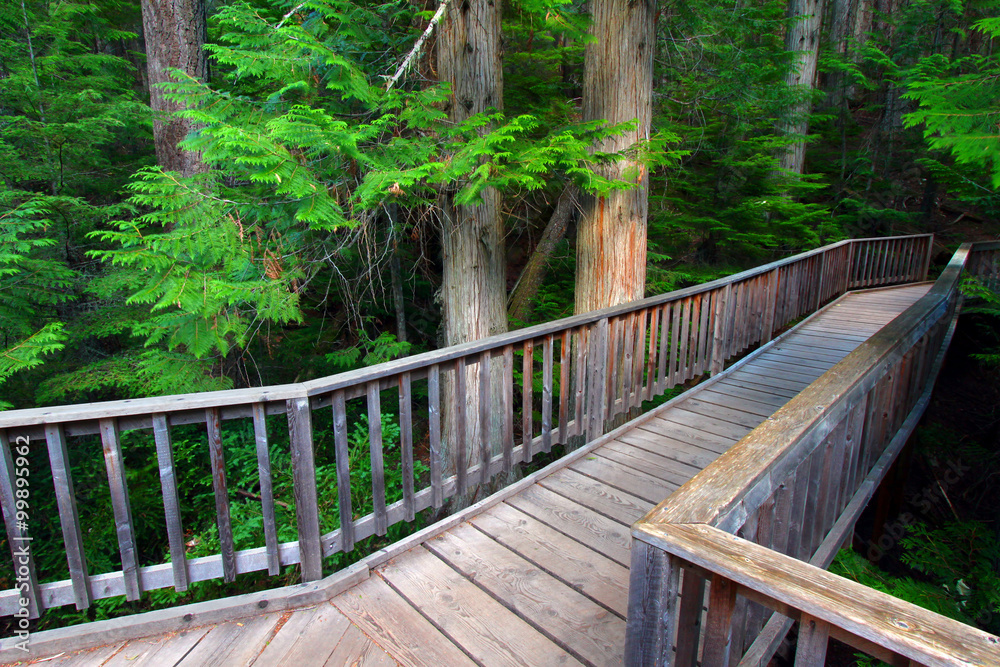 Fototapeta premium Trail of the Cedars at Glacier National Park