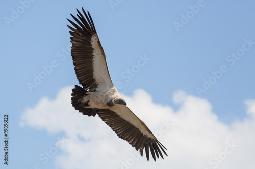 Scavengers at a vulture resturant in the wilds of Zimbabwe