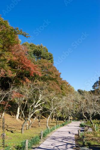 Autumn Shuzenji