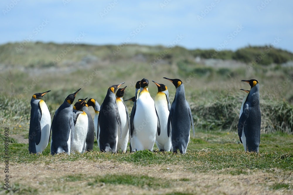 Fototapeta premium King penguins on the Bay of Inutil.
