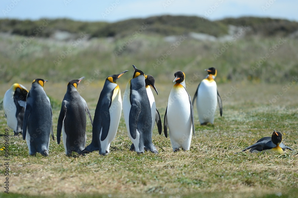 Fototapeta premium King penguins on the Bay of Inutil.
