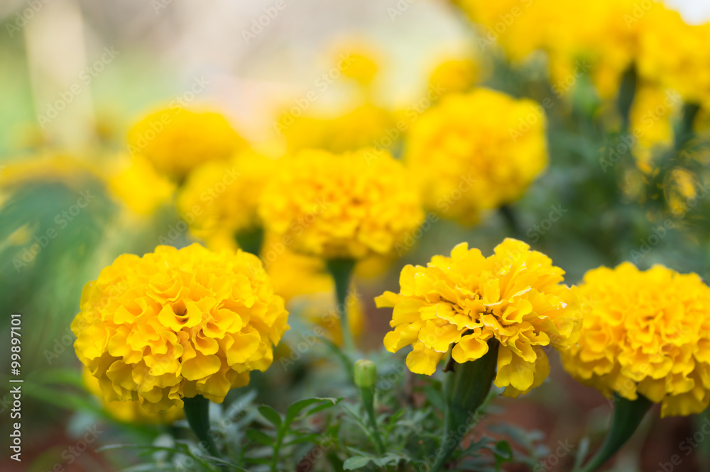 Marigold flowers with selective focus point Marigold flowers with selective focus point
