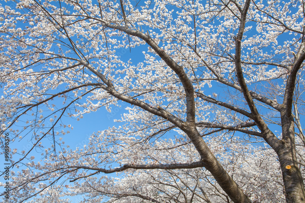 Beautiful cherry blossom sakura with nice blue sky Beautiful cherry blossom sakura with nice blue sky