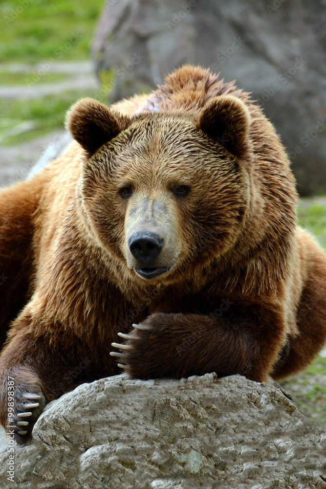 Grizzly bear lounging on a rock Grizzly bear lounging on a rock