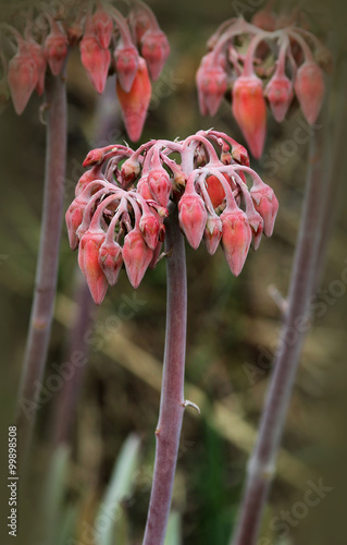 Mother of Millions Plant  photo