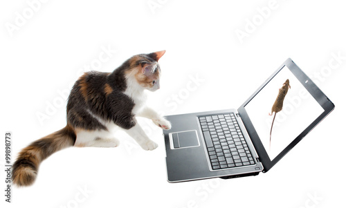 Three-colored cat watching a mouse on a laptop screen