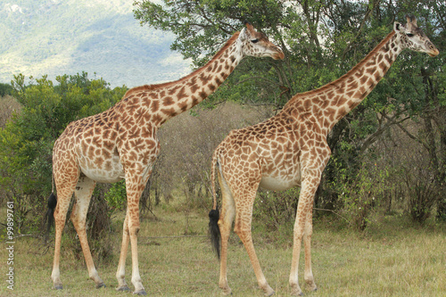 Girafas no Maasai Mara