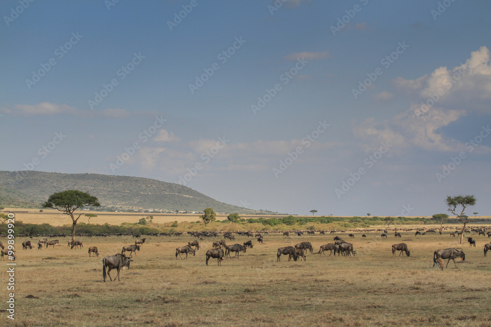 Maasai Mara Maasai Mara