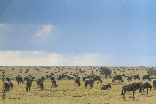 Maasai Mara