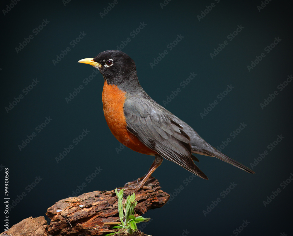 American Robin American Robin
